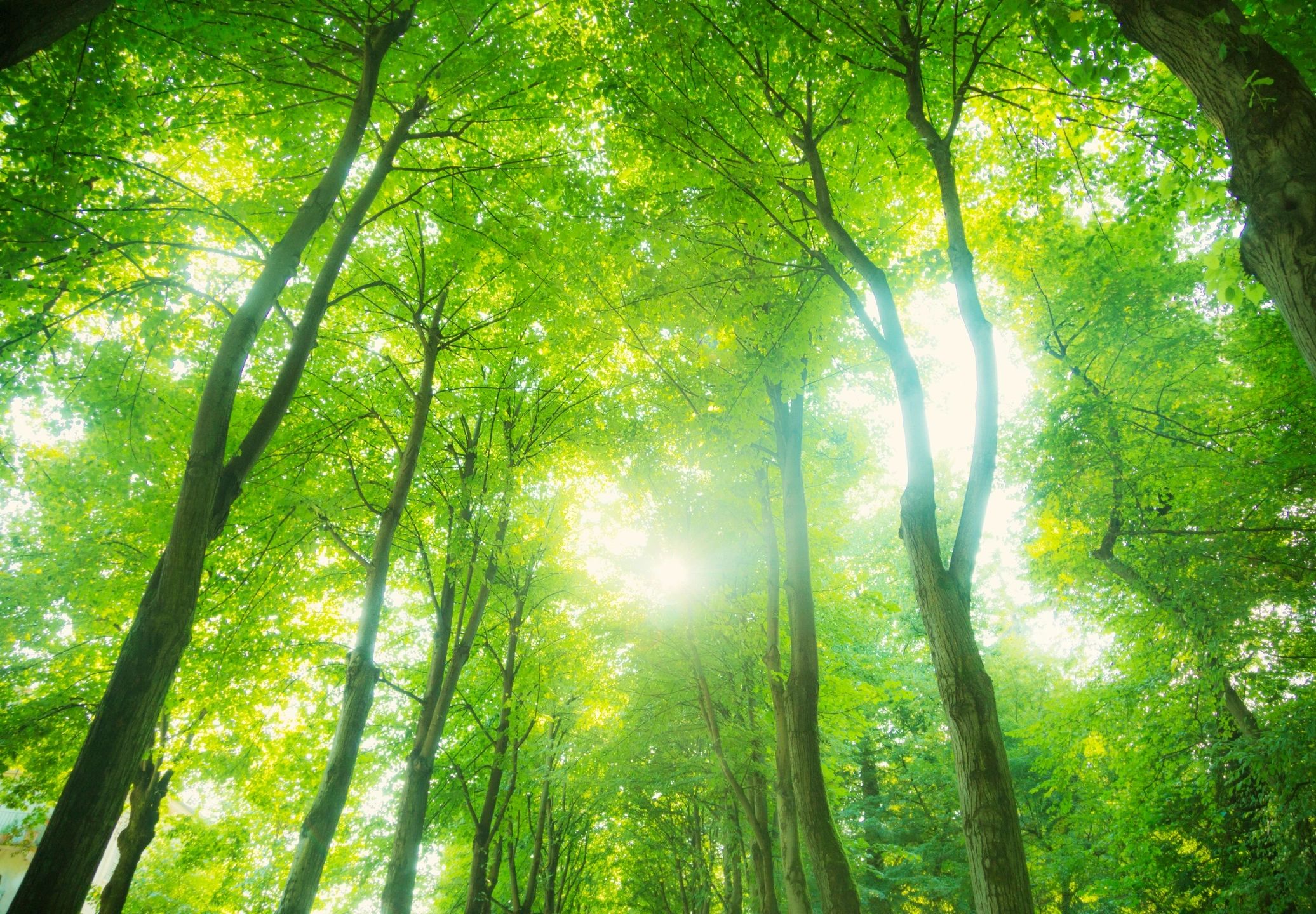 Sunlight shining through leafy treetops