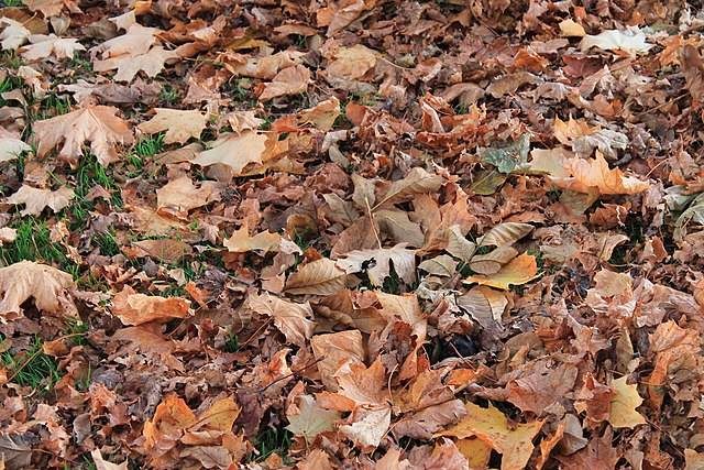 Leave the Leaves Or Move Them Just a Little