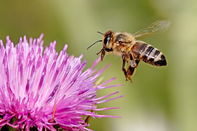 Bill to protect PA native species of pollinators and other insects passes House