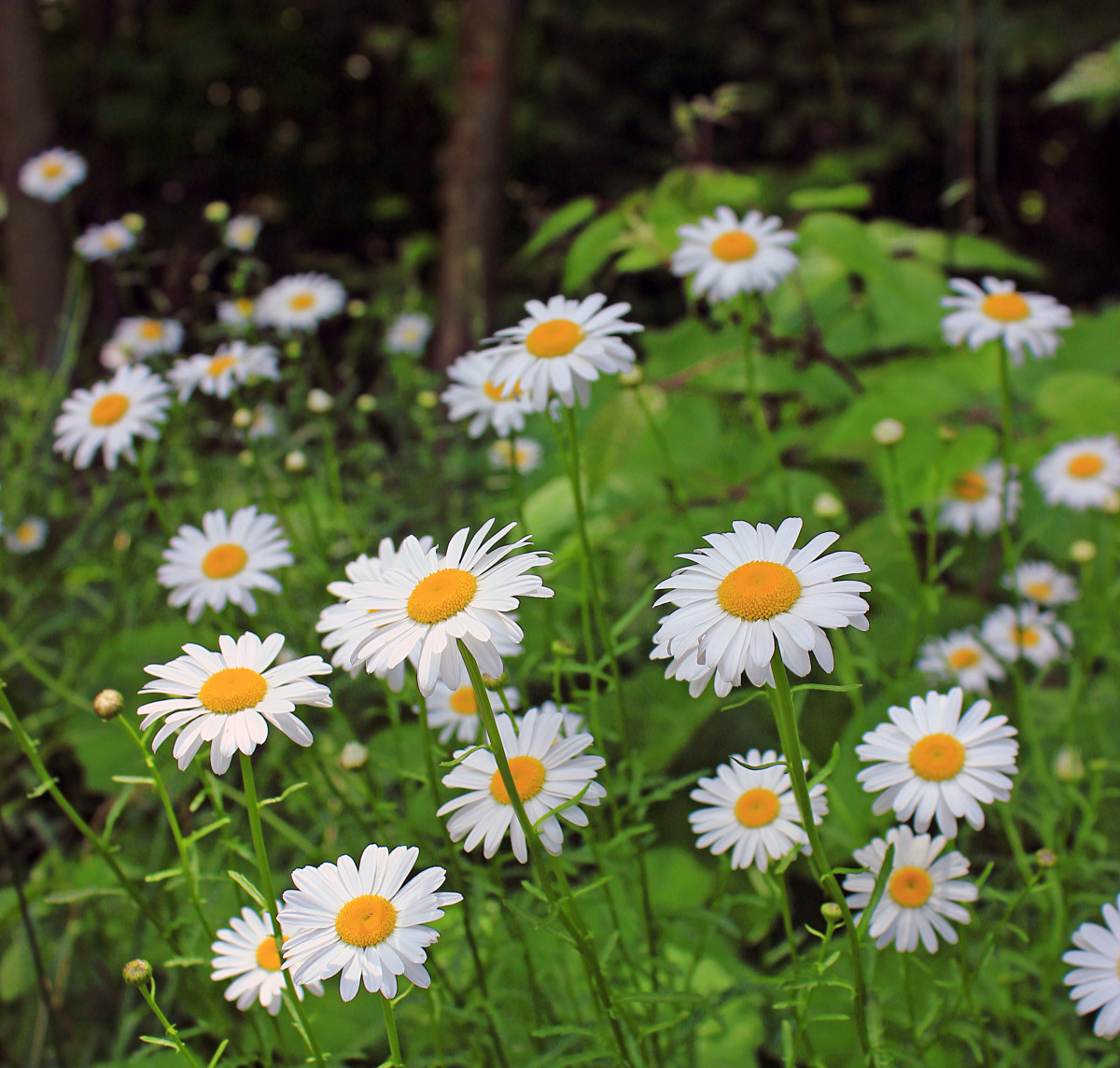 Free Native Plant and Stormwater Management Workshop (Media, PA)