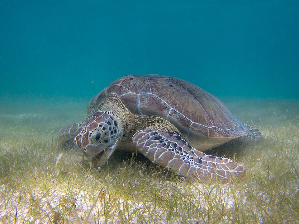 Earthjustice responds to new rule that guts Endangered Species Act