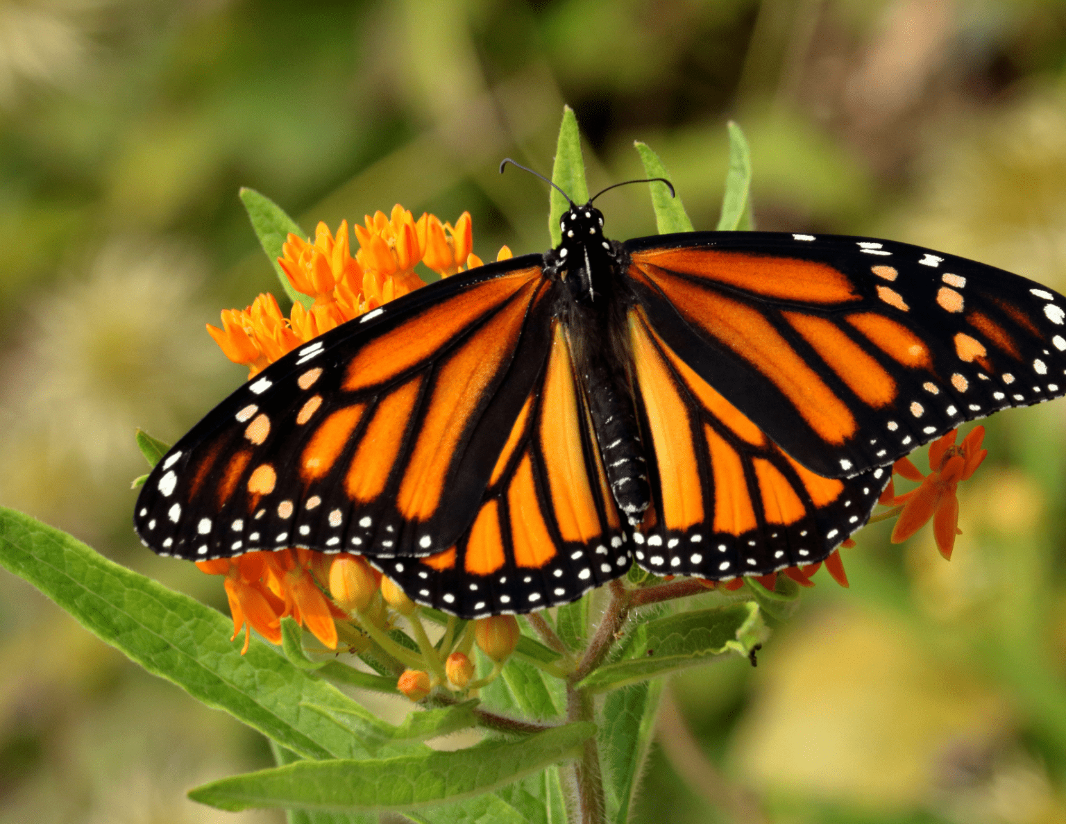 Organization of the Month: Radnor EAC focuses on native plants, bees and butterflies