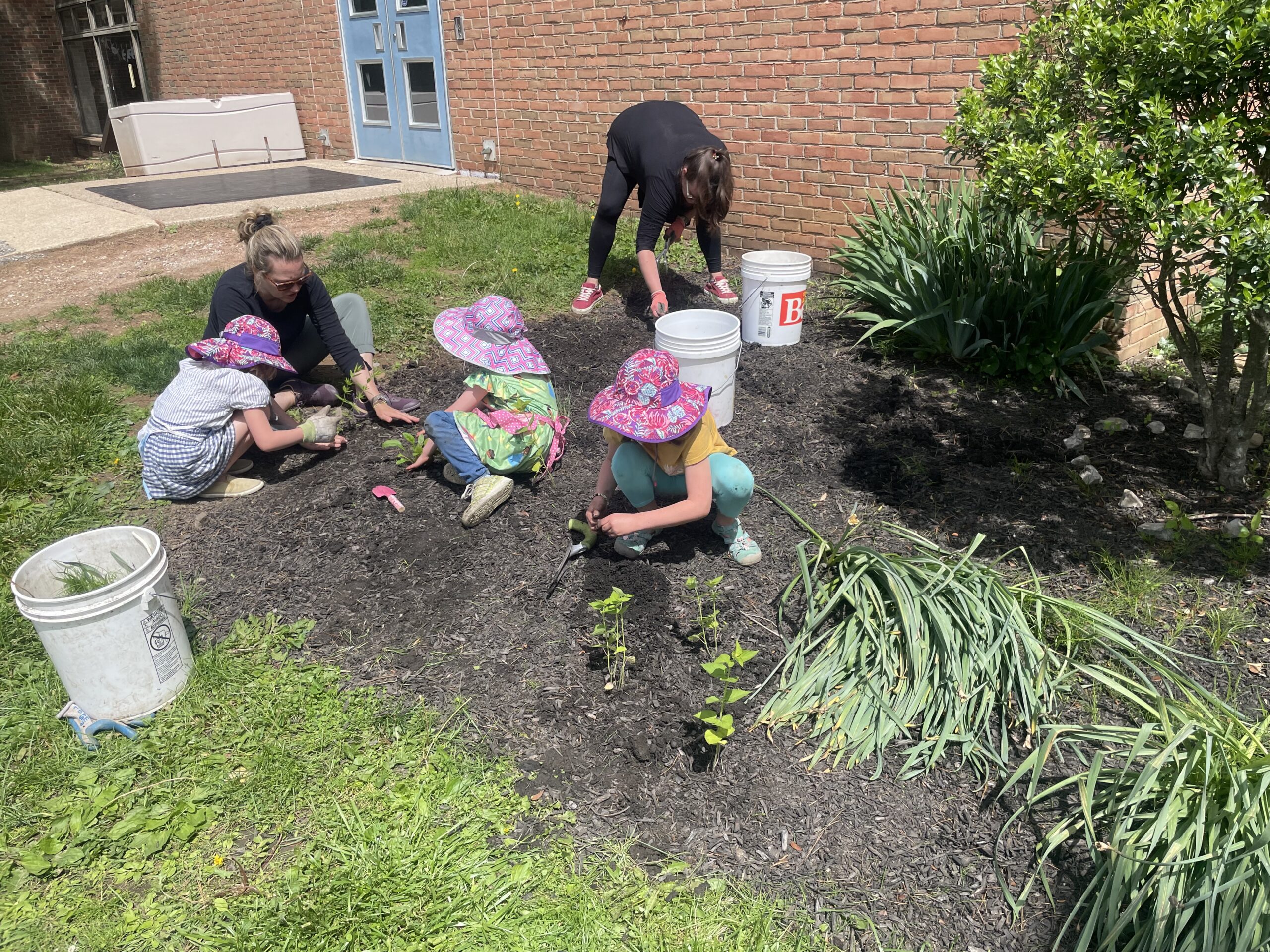 Organization of the Month: Radnor EAC focuses on native plants, bees and butterflies